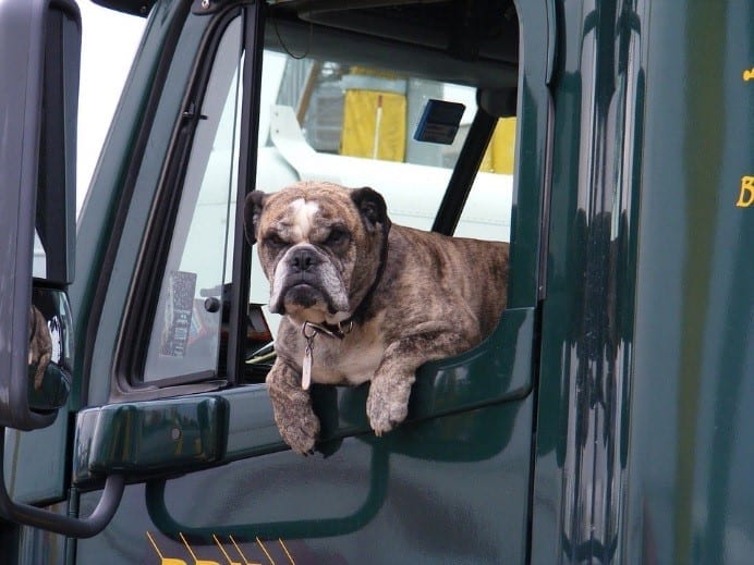 trucking with your pets